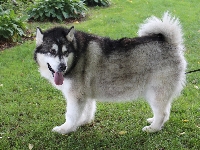 Pies, Malamute, Alaskan, Kanada, Park