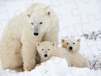 Małe, Niedźwiedzie, Dwa, Matka