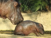 Małe, Krok, Mama, Hipopotam, Pierwszy