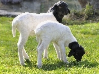 Owieczki, Małe, Pastwisko