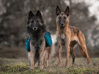 Owczarek belgijski Tervueren, Dwa, Psy, Owczarek belgijski Malinois