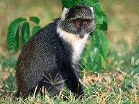 Małpa, lemur