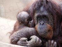Orangutan, Małpa, Małe
