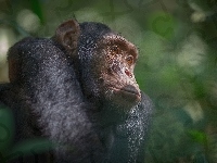 Małpa, Szympans