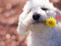 Żółty, Pies, Maltańczyk, Kwiat