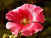 Malwa