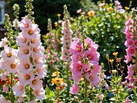 Ogród, Malwy, Kwiaty, Grafika AI