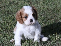 mały, Cavalier King Charles spaniel