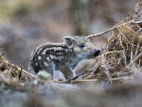 Mały, Dzik