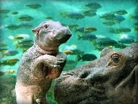 Hipopotam, Mały, Woda