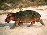 Mały, Hipopotam