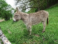 Osiołek, Mały, Trawa
