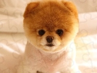 Piesek, Mały, Pomeranian