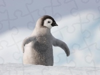Pingwin, Mały, Śnieg