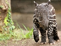 Słodki, Mały, Tapir
