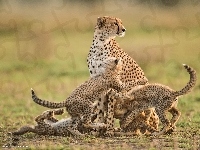 Gepard, Mama, Małe