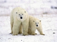 Mama, Niedźwiedzie, Polarne, Młode