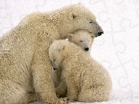 Mama, Niedźwiedzie, Polarne, Młode
