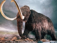 Długa, Mamut, Trąba