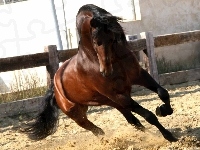 Maneż, Koń, Galop, Piach