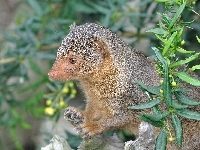 Karłowata, Mangusta, Zieleń