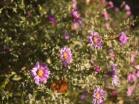 Marcinki, Różowe, Astry, Bokeh