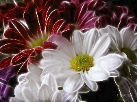 Margaretki, Fractalius
