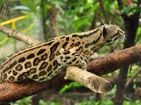 Drzewo, Margay, Zoo