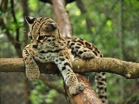 Margay, Młody, Kociak, Drzewo