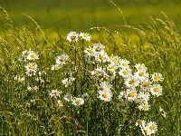 Margerytka