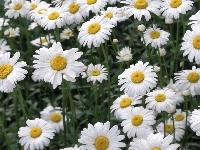 Margerytki