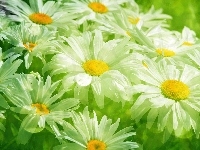 Margerytki