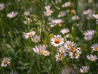 Margerytki