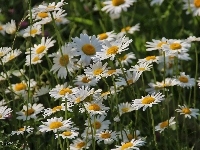Białe, Margerytki, Kwiaty