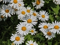 Białe, Margerytki, Kwiaty