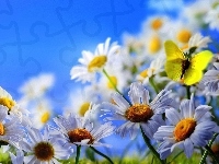 Żółty, Białe, Margerytki, Motyl
