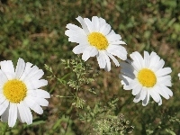 Margerytki, Ogrodowe