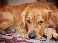 Maskotka, Golden, Retriever, Spojrzenie