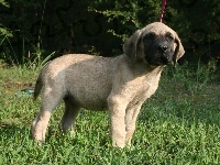 Mastif angielski, młody, Mastiff