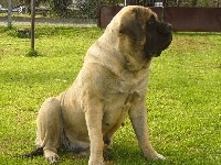 Mastiff, Mastif angielski, suka