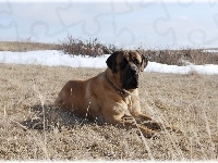 Mastiff, Mastif angielski, łąka