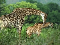 Matka, Dwie, Żyrafy, Dziecko