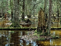 Las, Mchy, Bagno, Białowieska, Puszcza