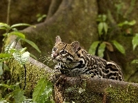Mech, Ocelot, Drzewo, Rośliny
