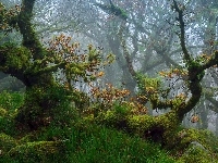 Devon, Drzewa, Jesień, Las, Anglia, Park Narodowy Dartmoor, Mech