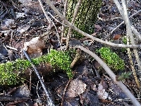 Ściółka, Liście, Mech, Leśna