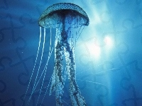 Meduza