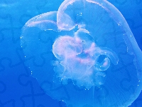 Meduza