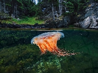 Meduza, Woda, Las