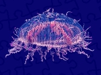 Meduza